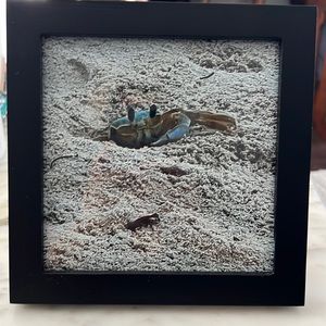 Adorable Framed Crab 6x6 Original Photo. Coastal Decor